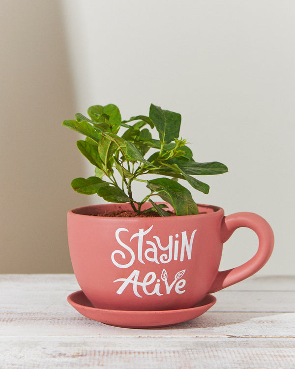 Stayin Alive  Planter - Coral
